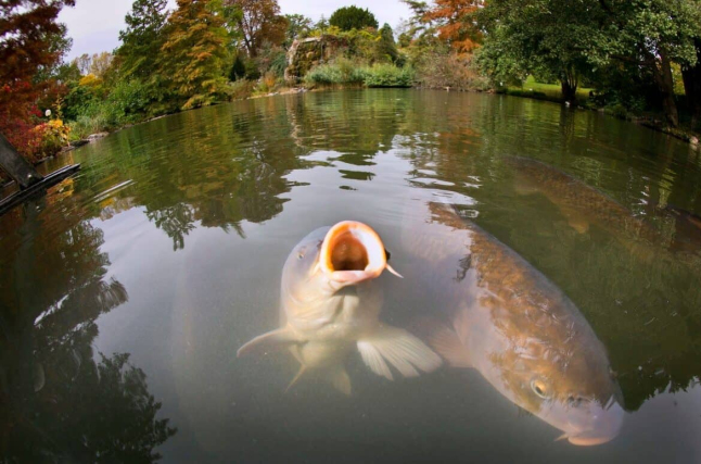 Photo - Створення господарства з вирощування коропа