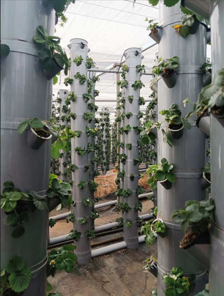 Photo 1 - Greenhouse Aeroponic and Hydroponic Vertical Growing