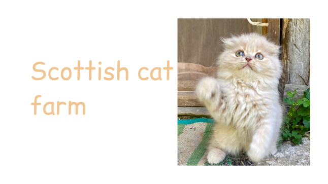 Photo - Scottish cat farm