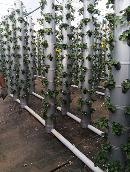 Photo 2 - Greenhouse Aeroponic and Hydroponic Vertical Growing