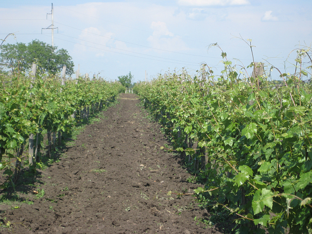 Photo 5 - Производство столовых сортов винограда