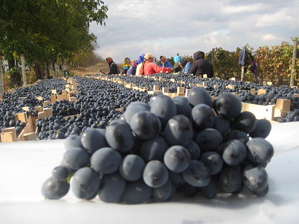 Photo 6 - Производство столовых сортов винограда