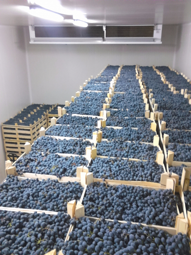 Photo 4 - Производство столовых сортов винограда