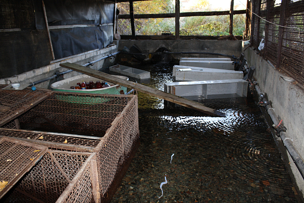 Photo 2 - Production of fish
