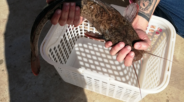 Алимжан  Бакытжанов 